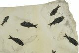 Wide, Natural Fossil Fish Mortality Plate - Great Wall Mount #224616-2